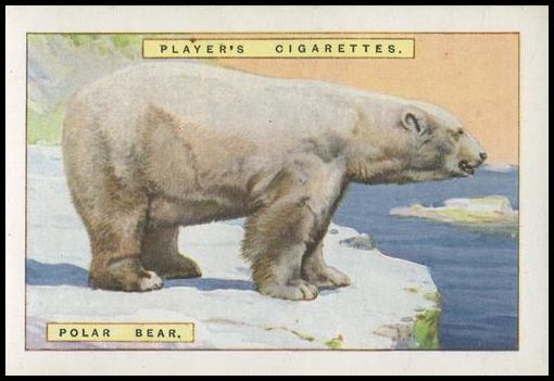 1 Polar Bear